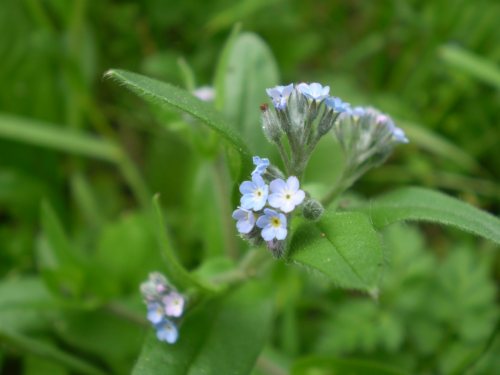 Myosotis arvensis?
