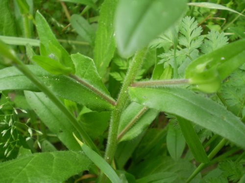 Myosotis arvensis?