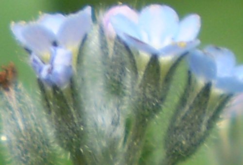 Myosotis arvensis?