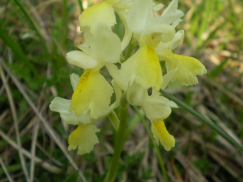 Orchis pauciflora