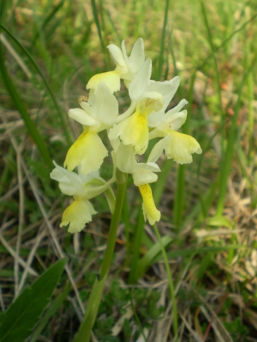 Orchis pauciflora