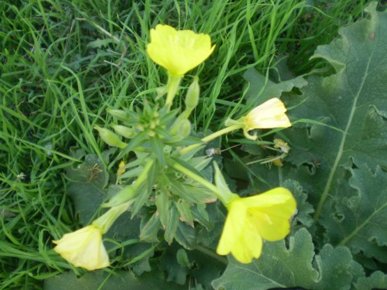 Oenothera biennis