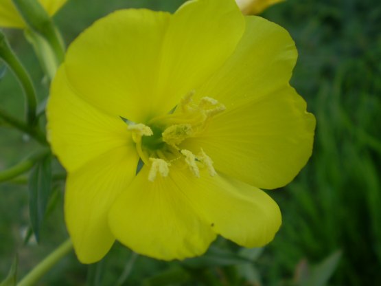 Oenothera biennis