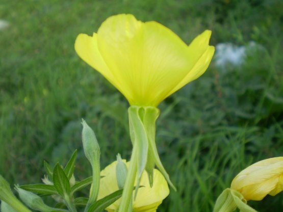 Oenothera biennis