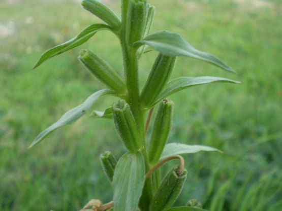 Oenothera biennis