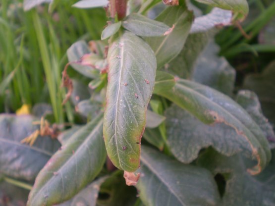 Oenothera biennis