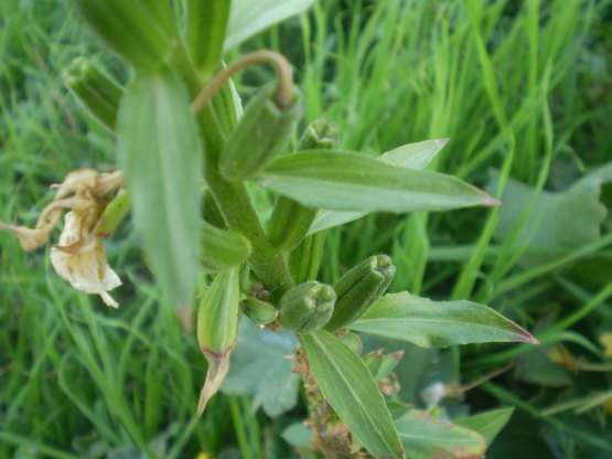 Oenothera biennis