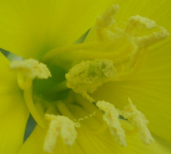 Oenothera biennis
