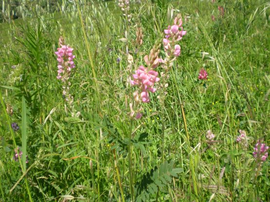 Onobrychis vicifolia?