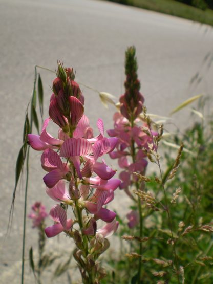 Onobrychis vicifolia?