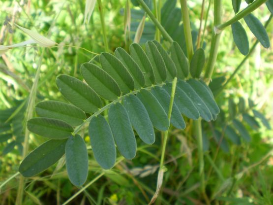 Onobrychis vicifolia?