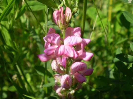 Onobrychis vicifolia?
