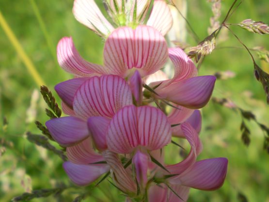 Onobrychis vicifolia?