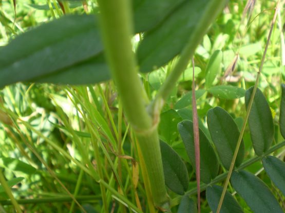 Onobrychis vicifolia?