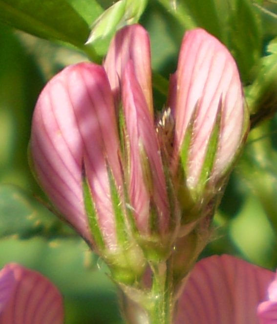 Onobrychis vicifolia?
