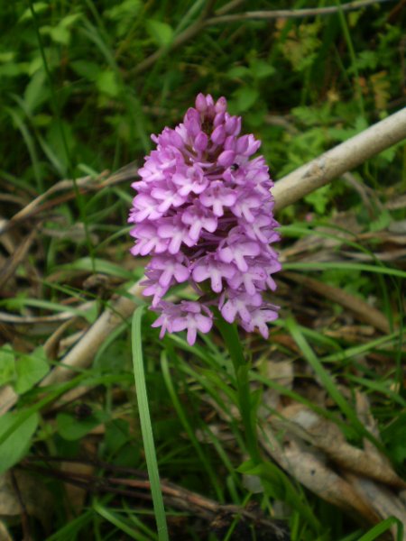 Anacamptis pyramidalis