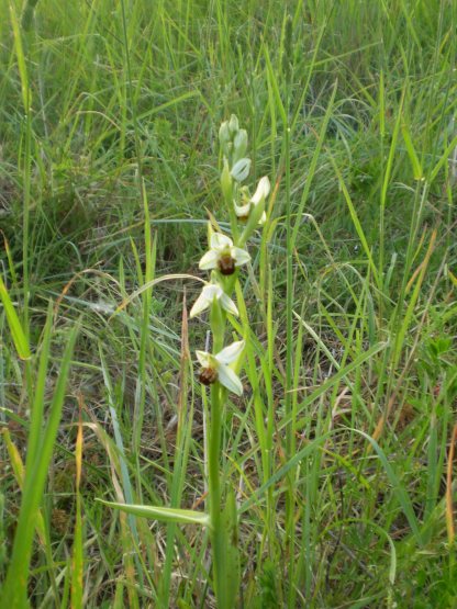 Ophrys bianca