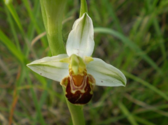 Ophrys bianca