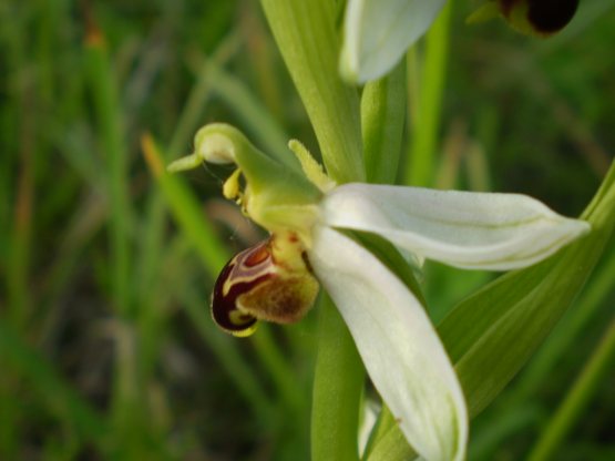 Ophrys bianca