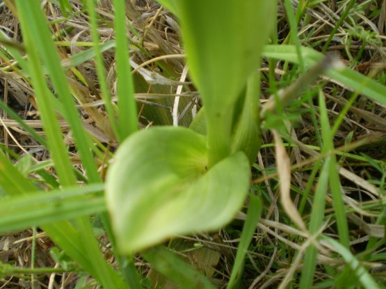 Ophrys bianca