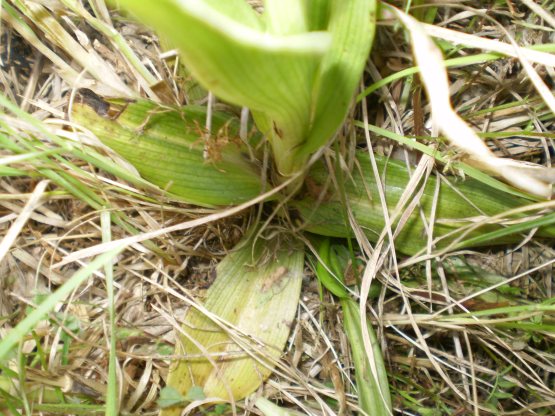 Ophrys bianca