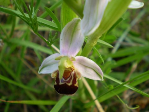 Ophrys bianca