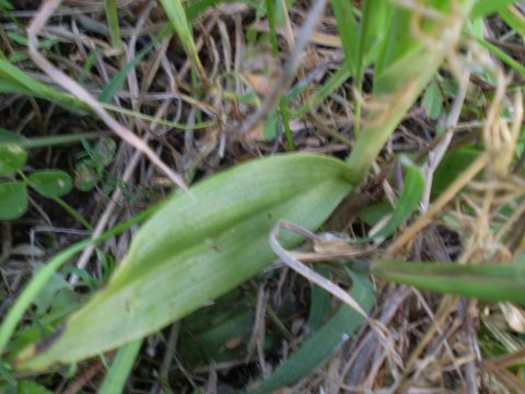 Ophrys bianca