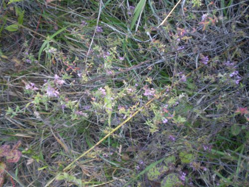 Odontites vulgaris / Perlina rossa