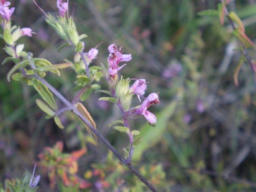 Odontites vulgaris / Perlina rossa