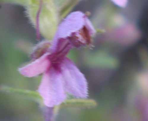 Odontites vulgaris / Perlina rossa