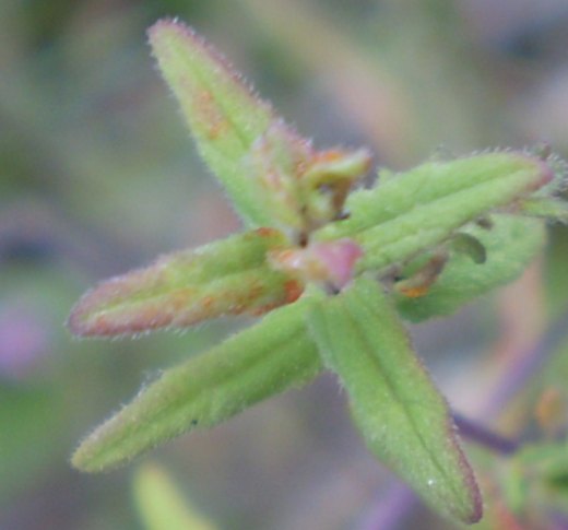 Odontites vulgaris / Perlina rossa