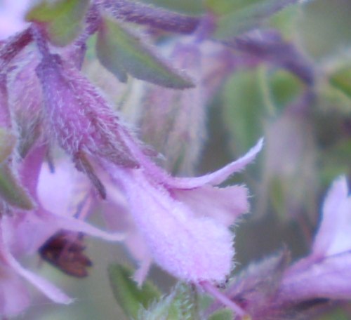 Odontites vulgaris / Perlina rossa
