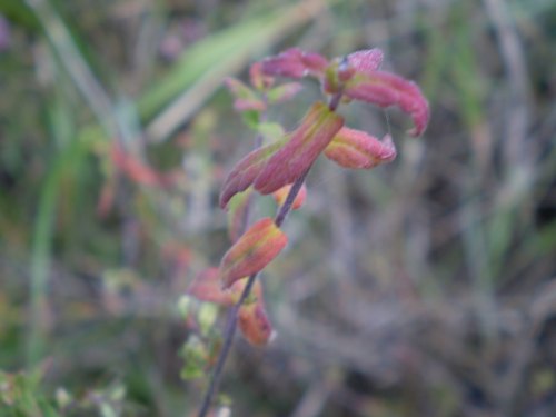 Odontites vulgaris / Perlina rossa