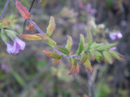 Odontites vulgaris / Perlina rossa