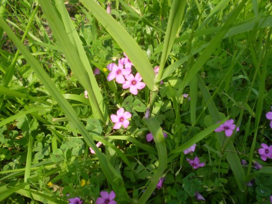 Oxalis articulata