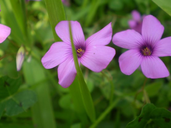 Oxalis articulata