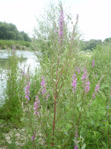 Lythrum salicaria