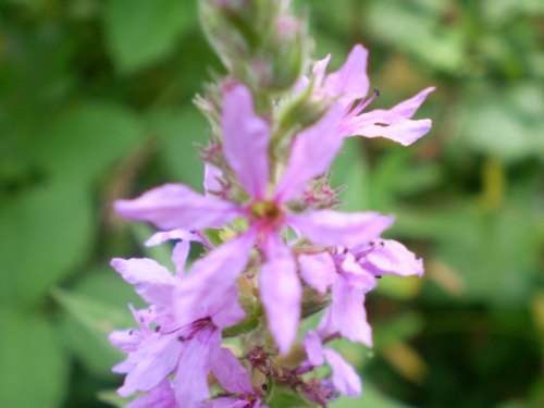 Lythrum salicaria