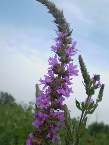 Lythrum salicaria