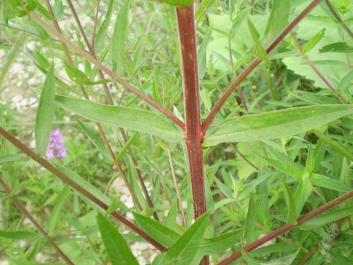 Lythrum salicaria