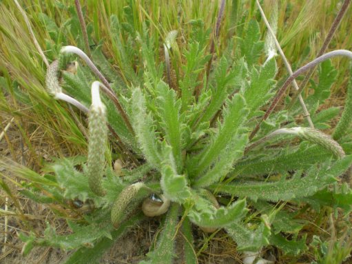 dune Senigallia: Plantago coronopus?