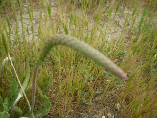 dune Senigallia: Plantago coronopus?