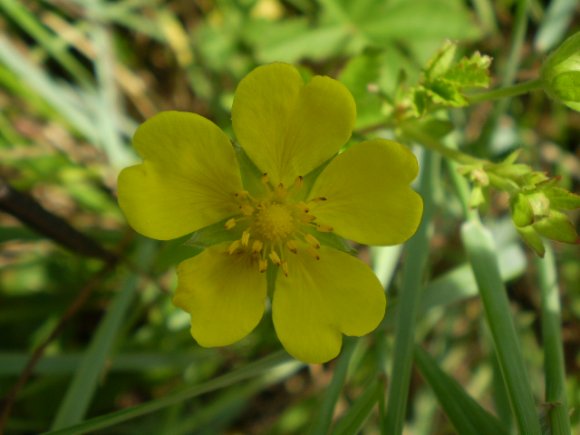 Potentilla reptans