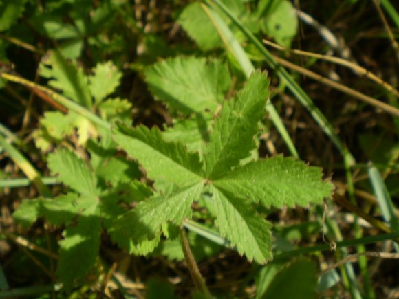 Potentilla reptans