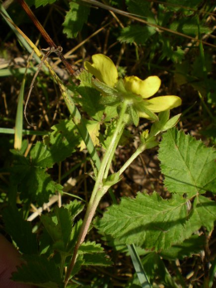 Potentilla reptans