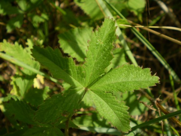 Potentilla reptans
