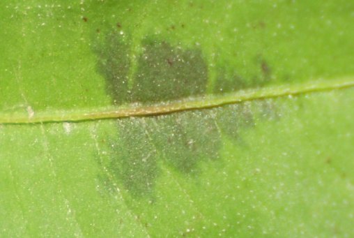 Persicaria maculosa / Poligono persicaria