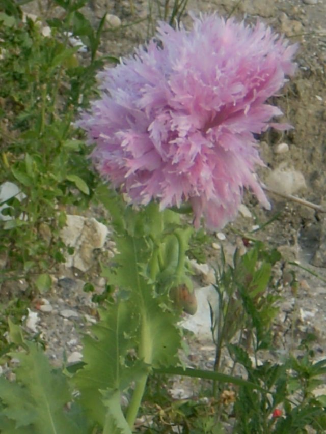 quasi in citta'' - Papaver somniferum (cultivar)