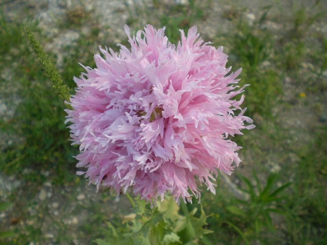 quasi in citta'' - Papaver somniferum (cultivar)