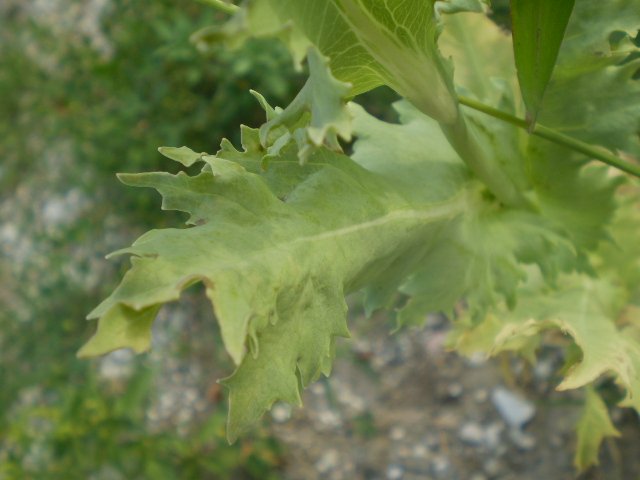 quasi in citta'' - Papaver somniferum (cultivar)